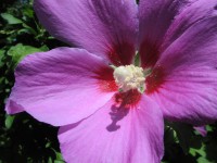 gal/2005 ete - Fleurs/_thb_Fleurs-1010167.jpg
